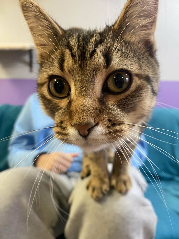 Just Adopted This 6 Month Old Boy And He’s My First Cat!