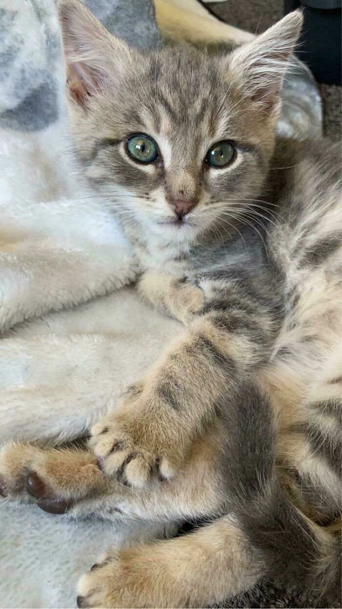 Found A Wee Kitty On A Road 🥺 Mine Now