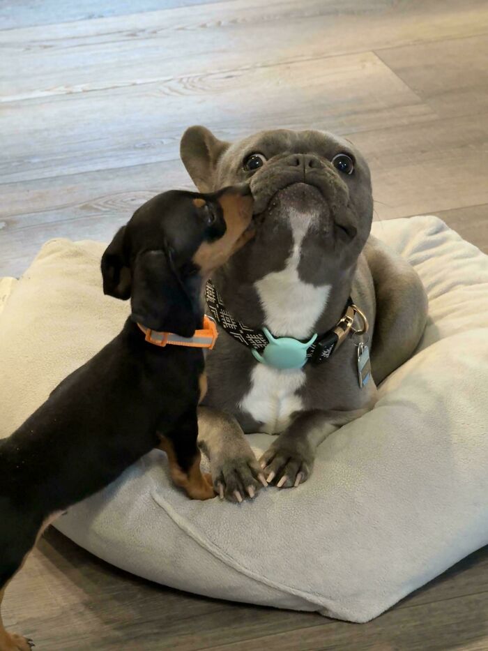 Toast Isn't So Sure Of His New Baby Brother Willy