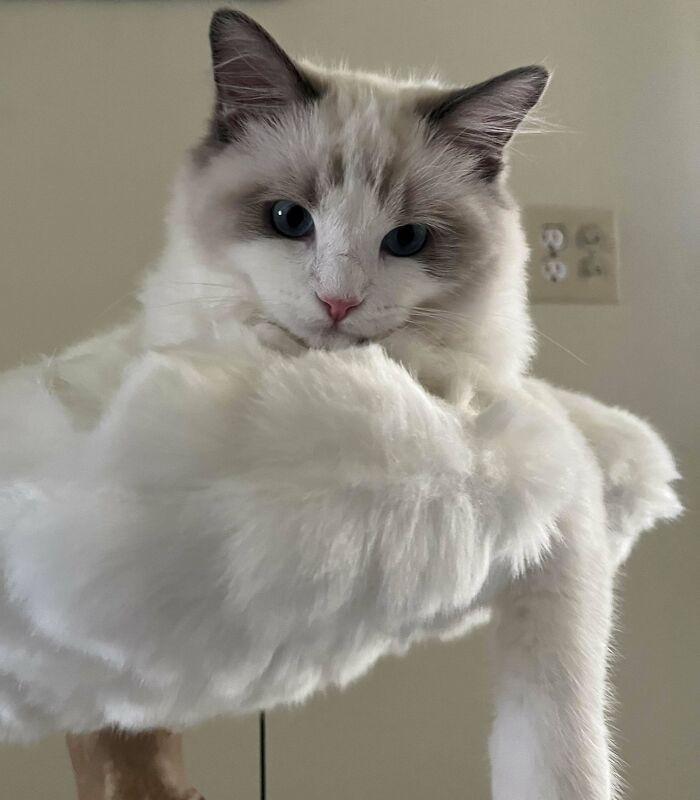 I’ve Never Had A Cat Before So It’s Been Really Nice Relishing All These Moments With Him. I Immensely Love Him So I Would Like To Share These Photos Of Him!