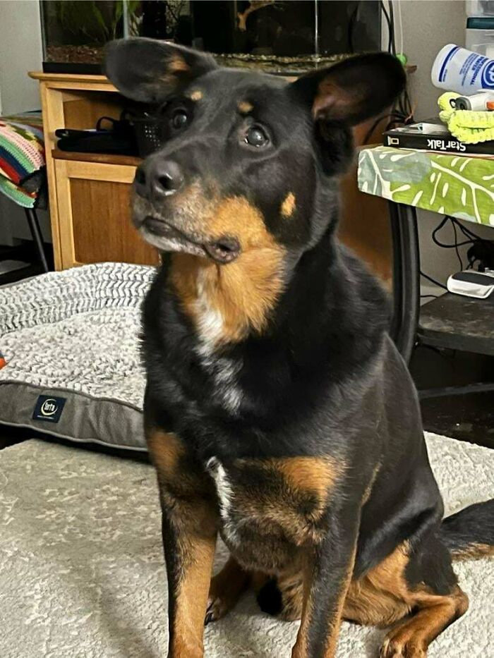 My First Dog In 8 Years. This Boy Is Beau, He Is Already My Best Friend 🩵🩶💙