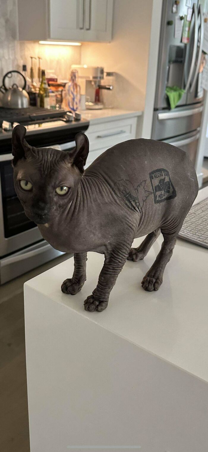 I Rescued The Tattooed Cartel Cat That Was Living In A Mexican Prison