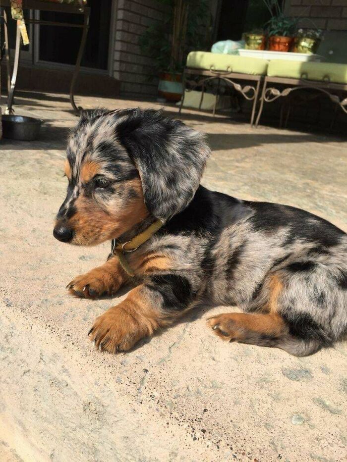 Guys, I Need Your Help, I Adopted My New Baby Today But I Need A Name For Him