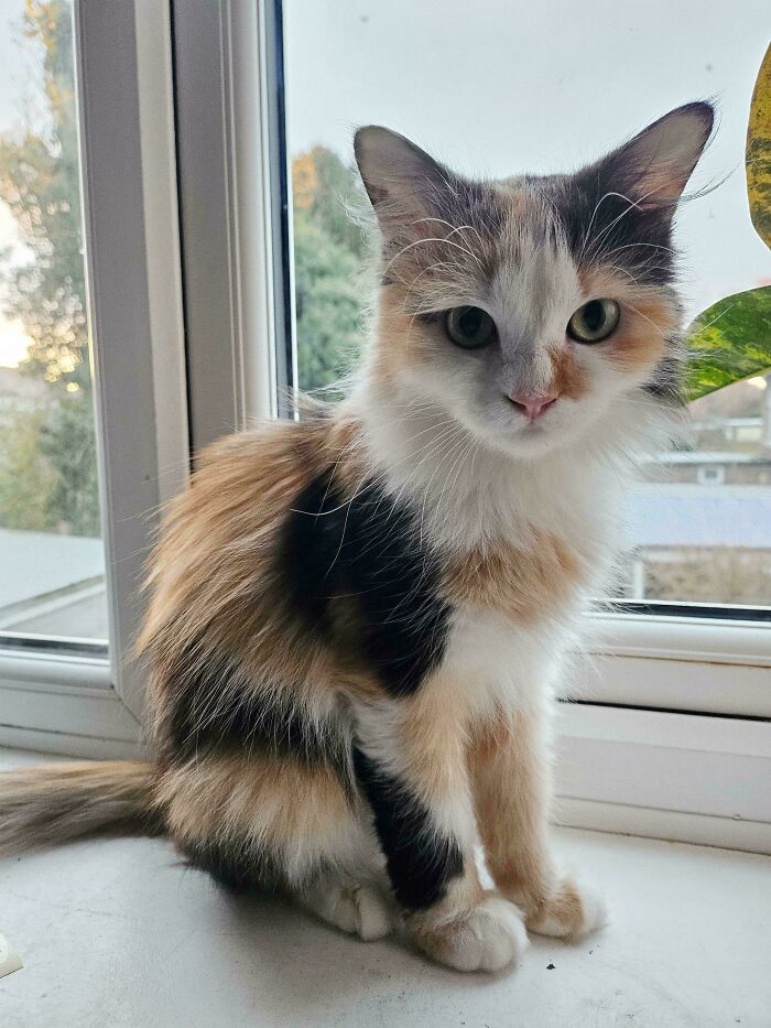 From Rough Dubai Streets To The English Countryside