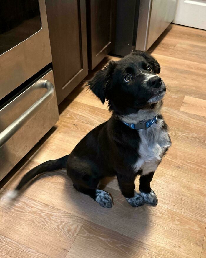 Just Adopted A Puppy From The Shelter And It Said It’s Breed Is Unknown