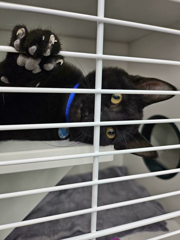 I Found A Little Boy I Want To Adopt Locally. He Showed Me His Air Murder Mittens In Seconds Of Seeing Me. I Believe He Will Adopt Me