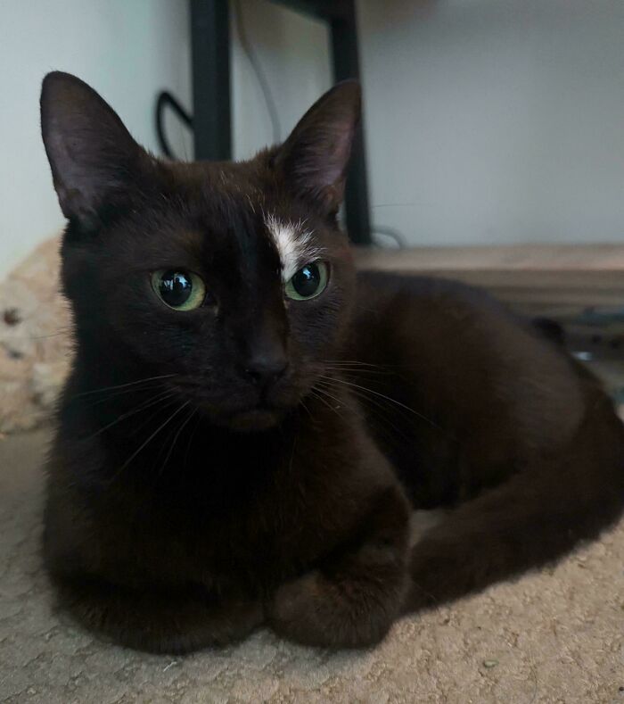 Adopted This Sweet Girl Yesterday, We Can't Settle On A Name