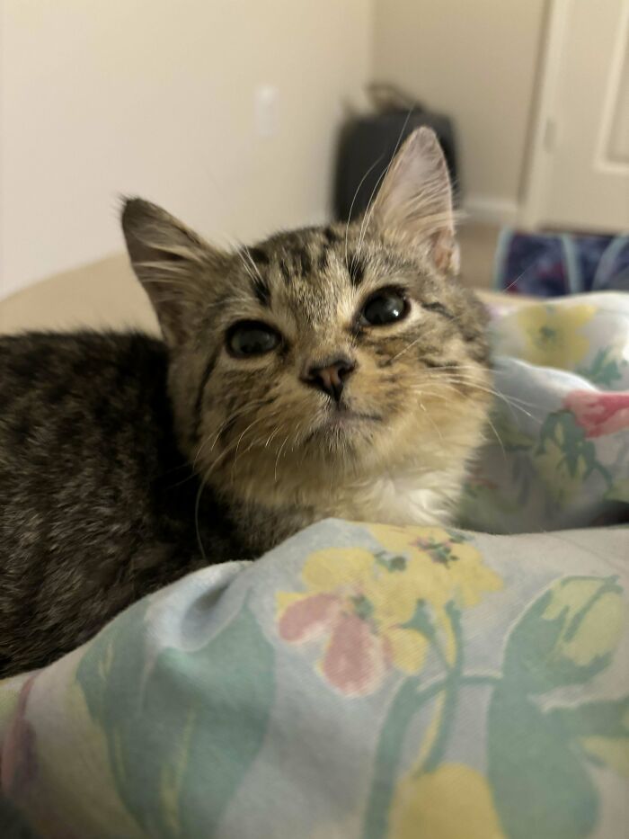 Adopted This Baby Boy Today! He’s Already So Snuggly And Demanding Of Pets. He Doesn’t Know I Love Him So Much Already