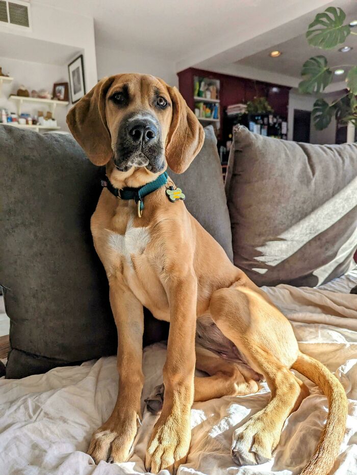 So The Pup We Adopted Turned Out To Be A Big Big Baby🤭 3 Months, 44 Lbs