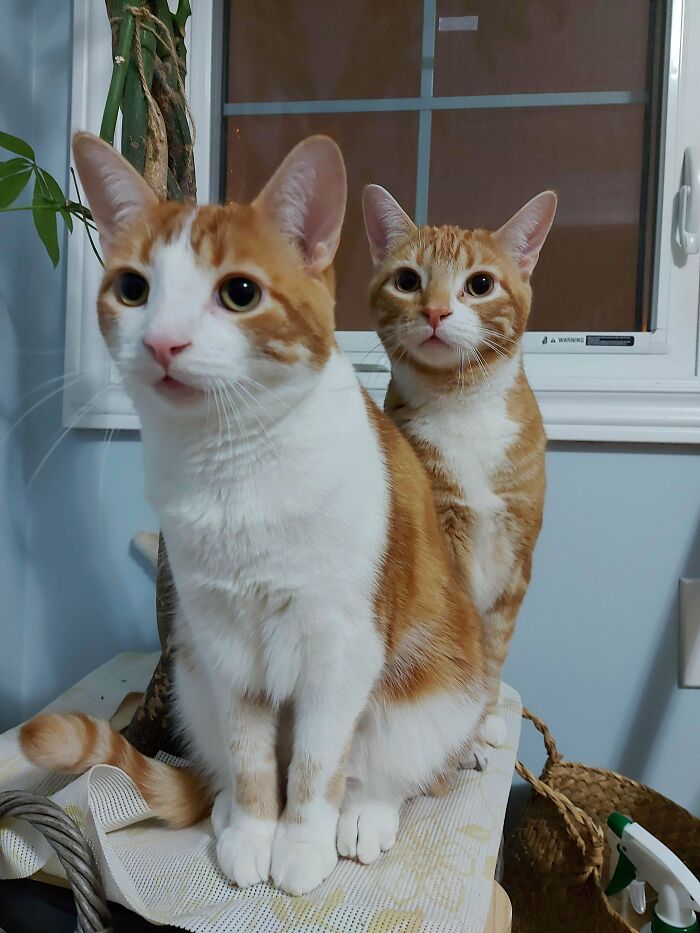 Adopting These Two Dummies Is The Best Thing That's Ever Happened To Us