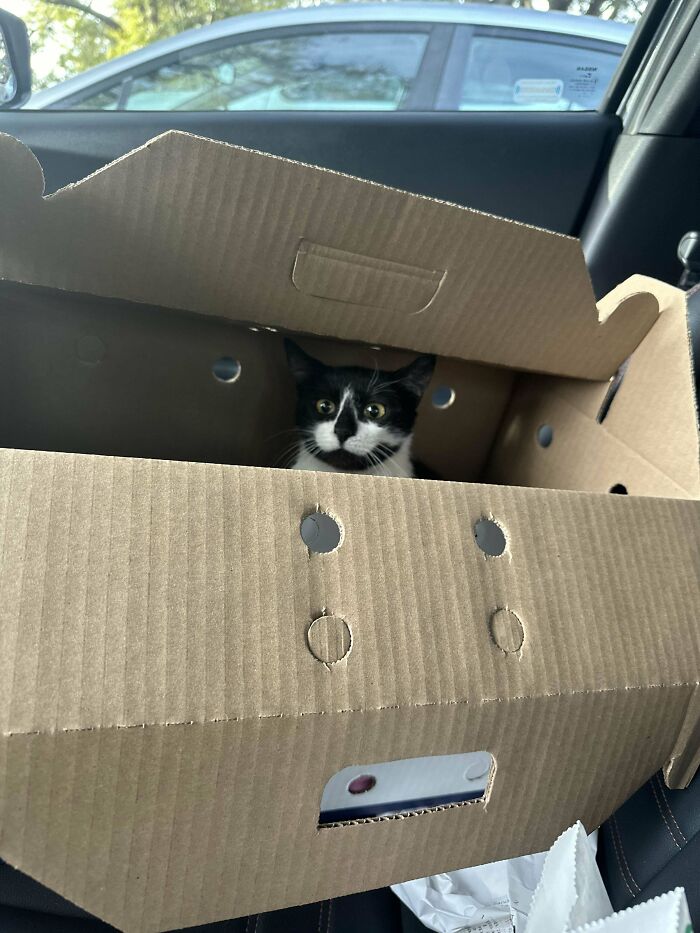 New Kitty Is Settling In So Quickly