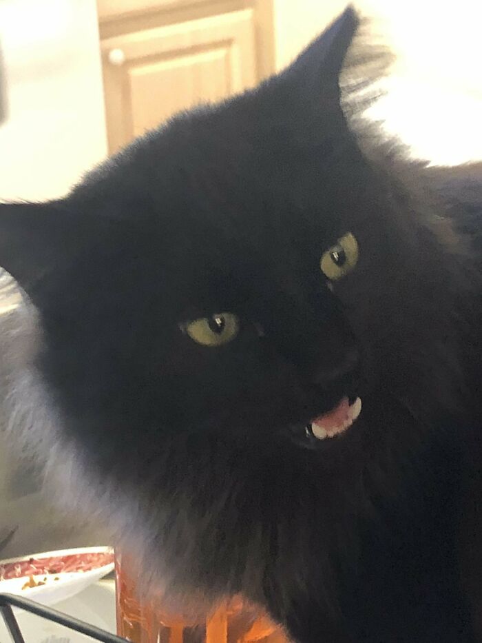 I Recently Adopted This Floofy Void