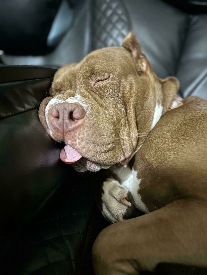 Bred And Dumped At The Pound. Now She’s Couch Surfing At My Place