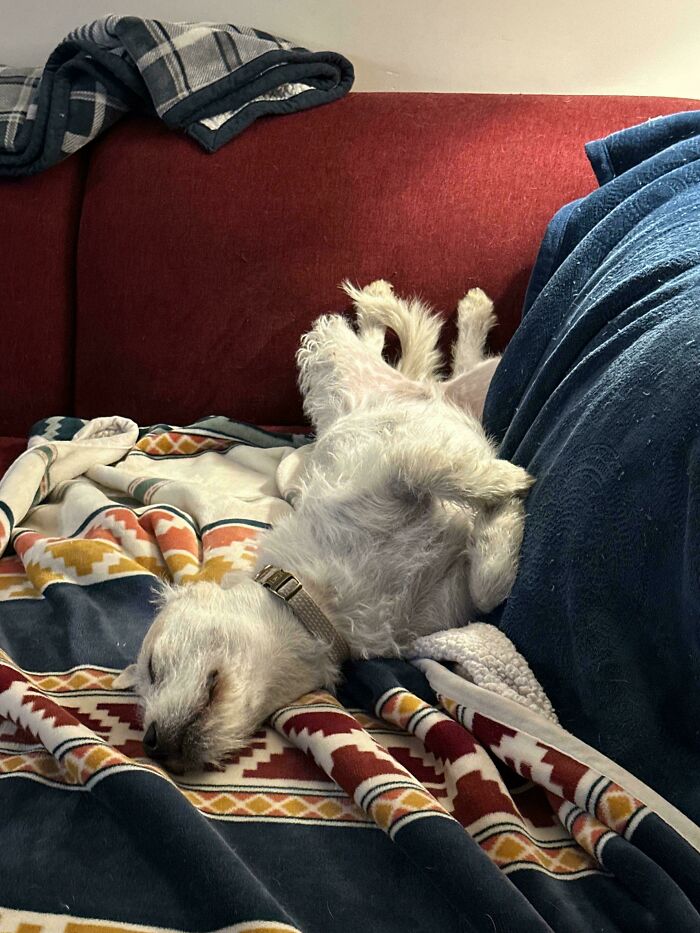 I Think My Adopted Pupper Is Happy Here