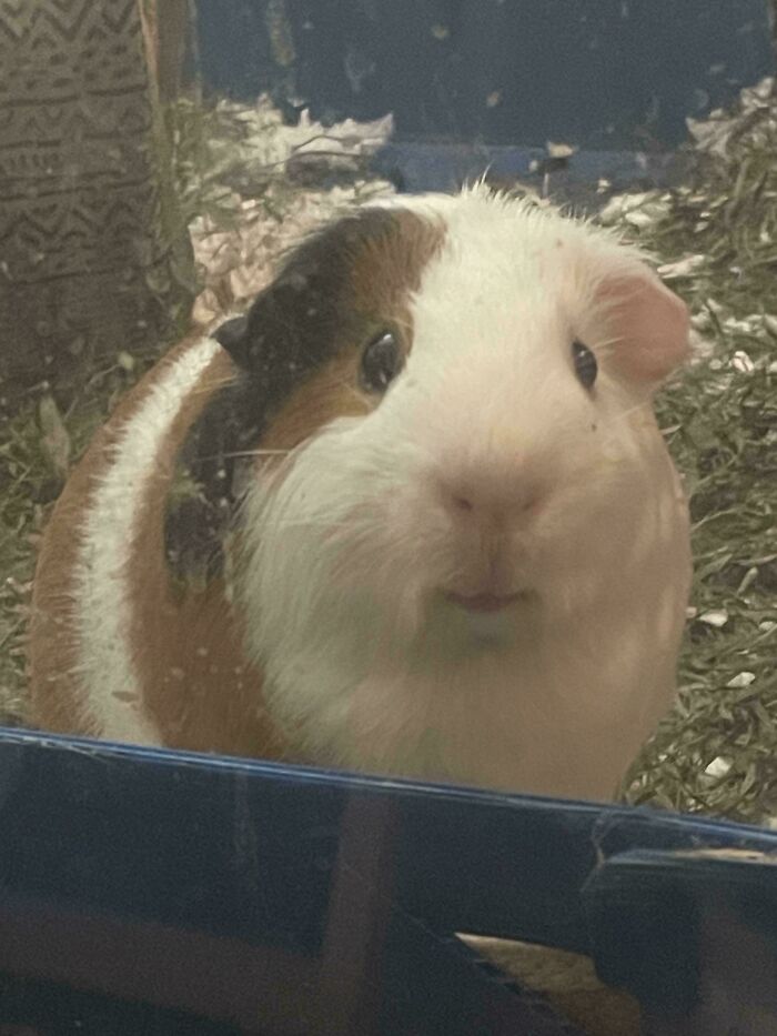 This Is The Face That Got Him Adopted