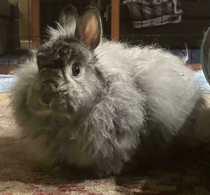 Adopted A Jersey Wooly