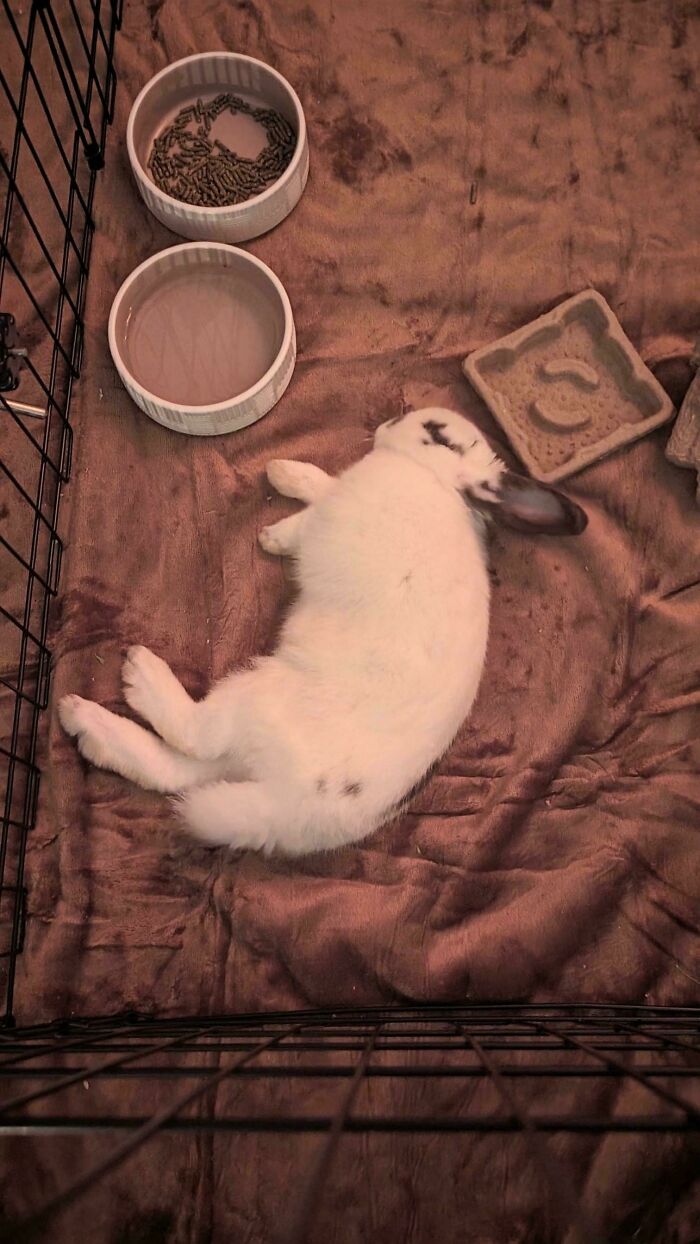 I Adopted This Sweet Boy 6 Hours Ago And He Just Passed Out And Started Dreaming Right In Front Of Me 🥺❤️