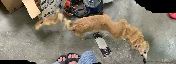 Doggo Nooo What Happened To U