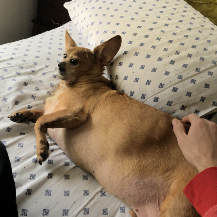 They Say The Camera Adds 10 Pounds And Takes 4 Inches Off Your Snout