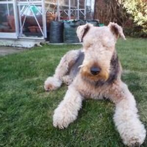 bobby_howie_1 avatar