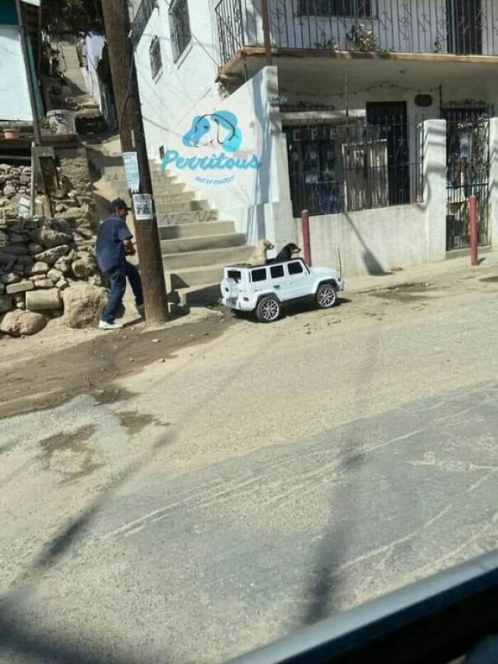 Doggone Duo Cruising The Streets!