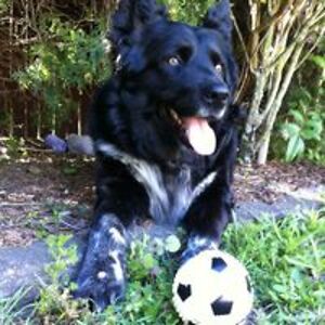 stevesbattles avatar