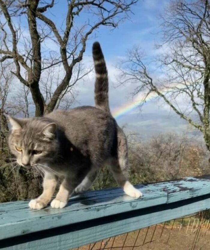 Who Knew Cats Had Such A Colorful Way Of Brightening Our Day!