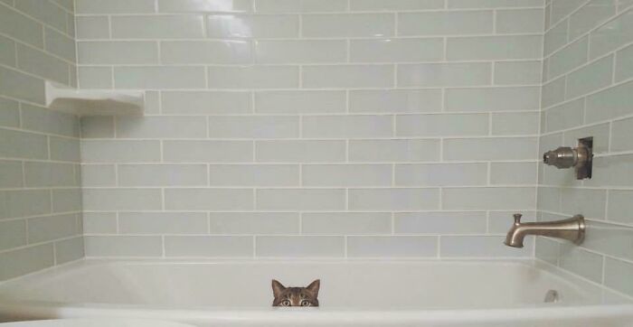 My Cat... But He Knew What He Was Doing. This Wasn’t No Accident!