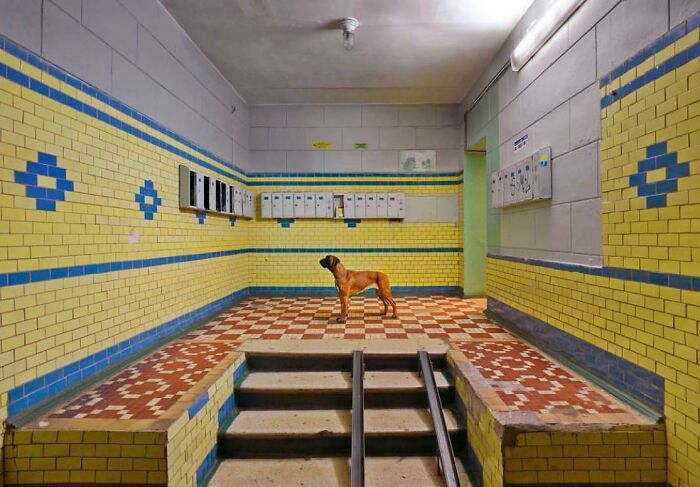 Lost Dog. Moscow, Russia