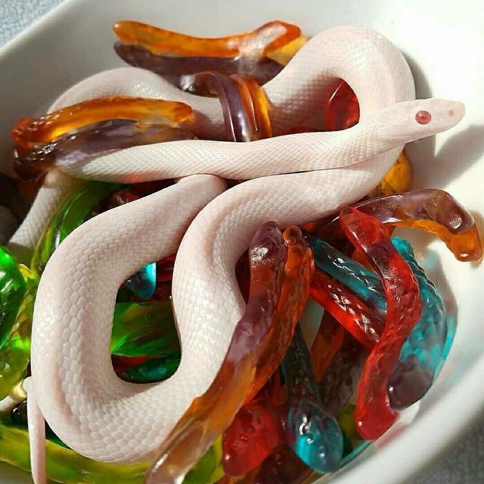 Forbidden Gummy Worm