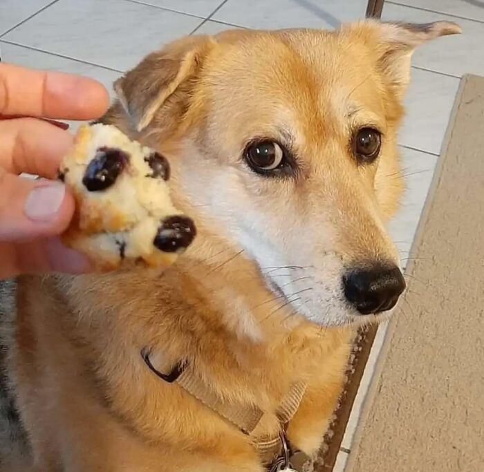 Did That Muffin Just Bark At Me?