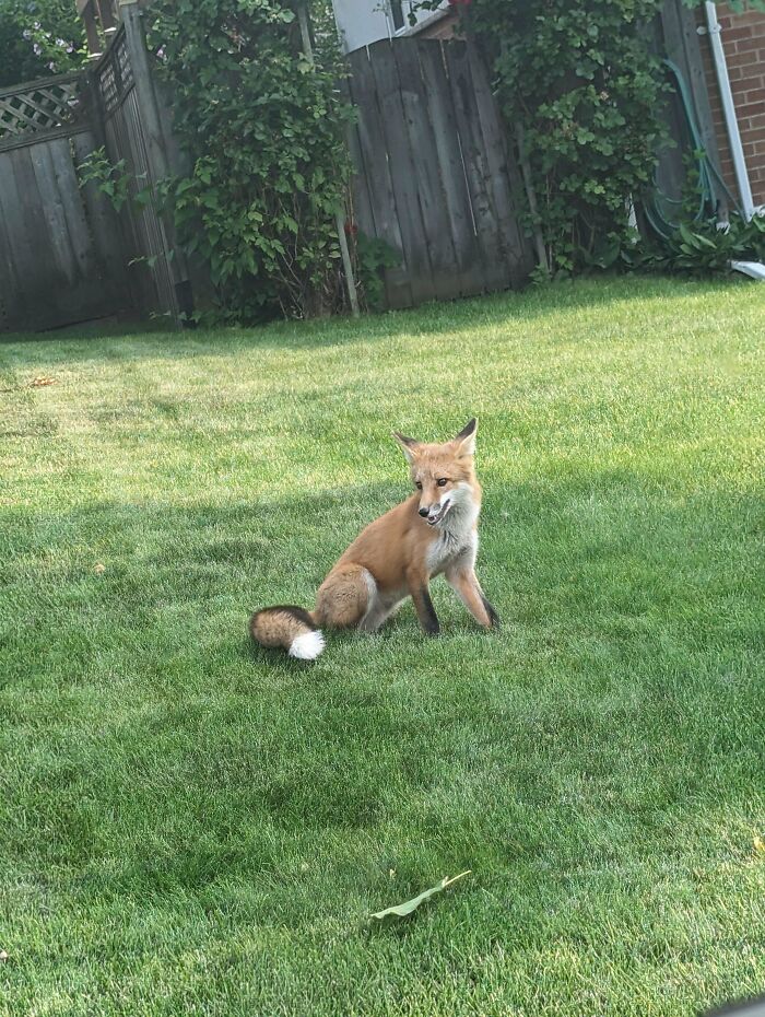 Saw This Guy A Few Doors Down From My Delivery 