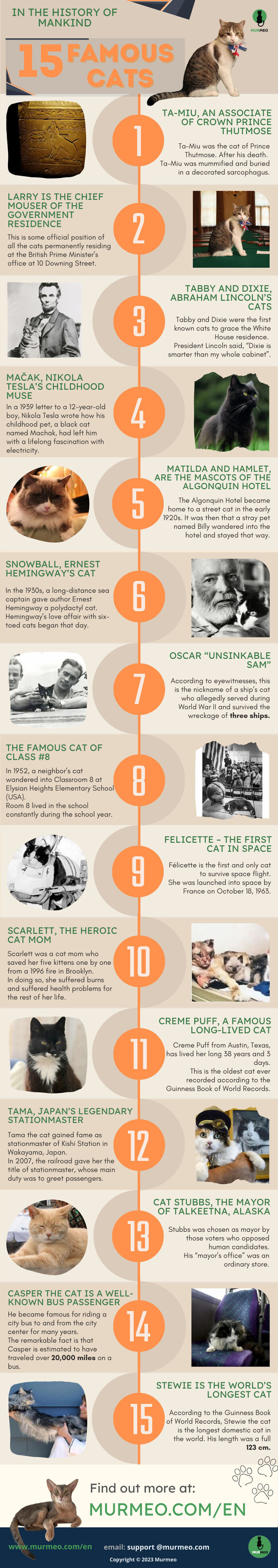 Infographic showcasing 15 famous cats with interesting facts about the world in visual infographics.