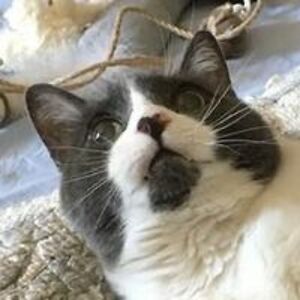 shepardelaine avatar