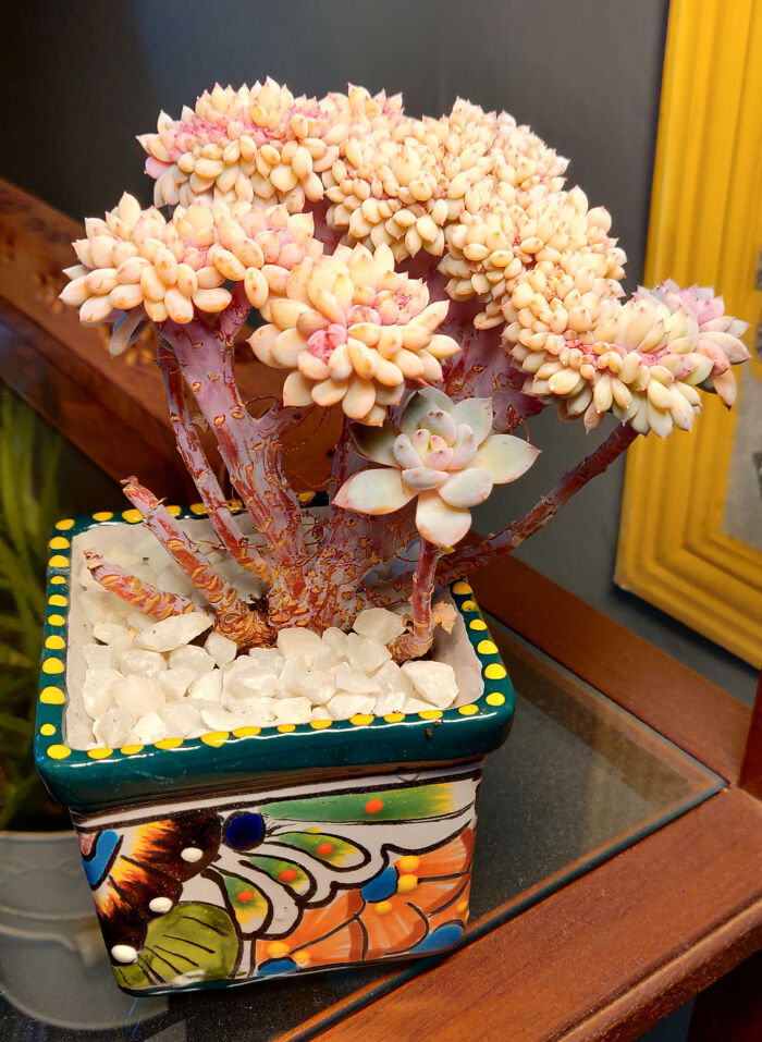 My Crested Favorite. It's Called Echeveria Lincoln Frost, Got It Two And A Half Years Ago