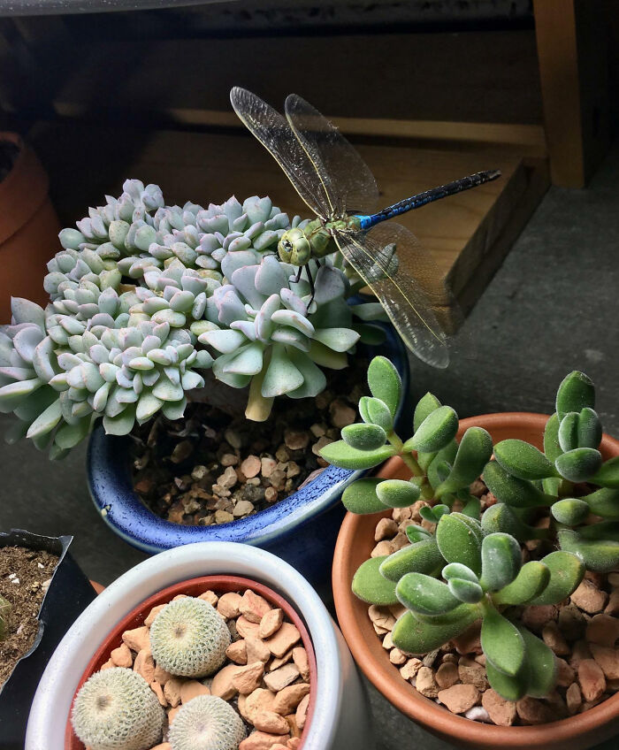 Had A Visitor On My Crested Cubic Frost