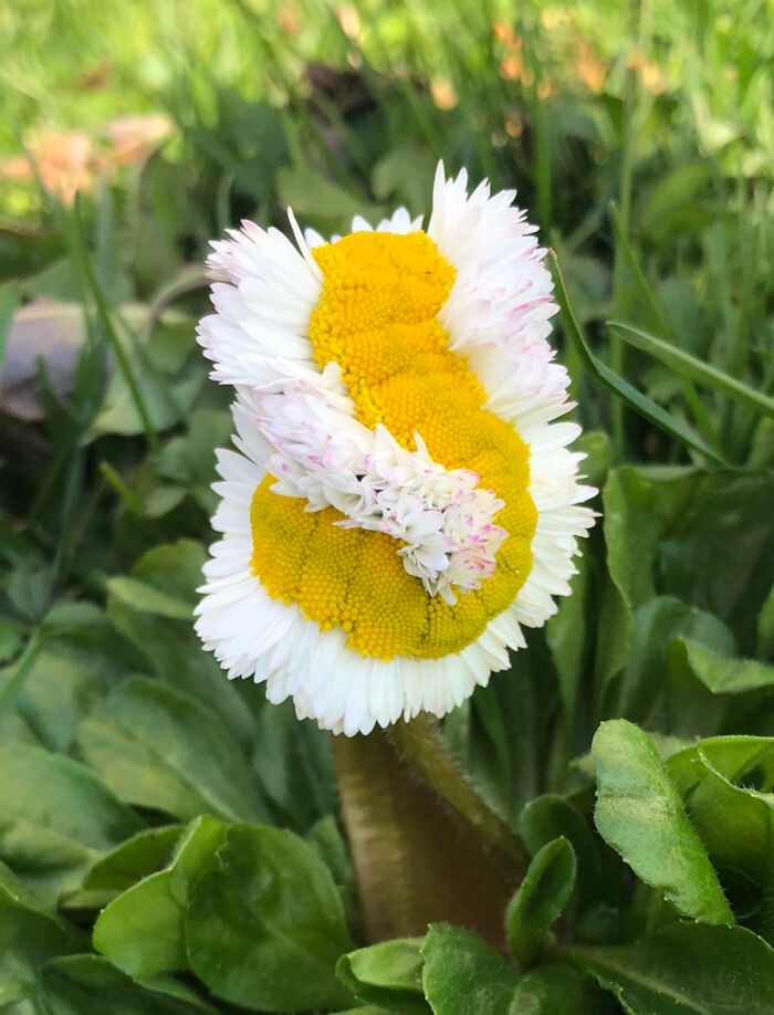 An Example Of Fasciation - Rare Mutation That Can Result In Beautiful And Unique Patterning. Daisies Are Particularly Susceptible To It