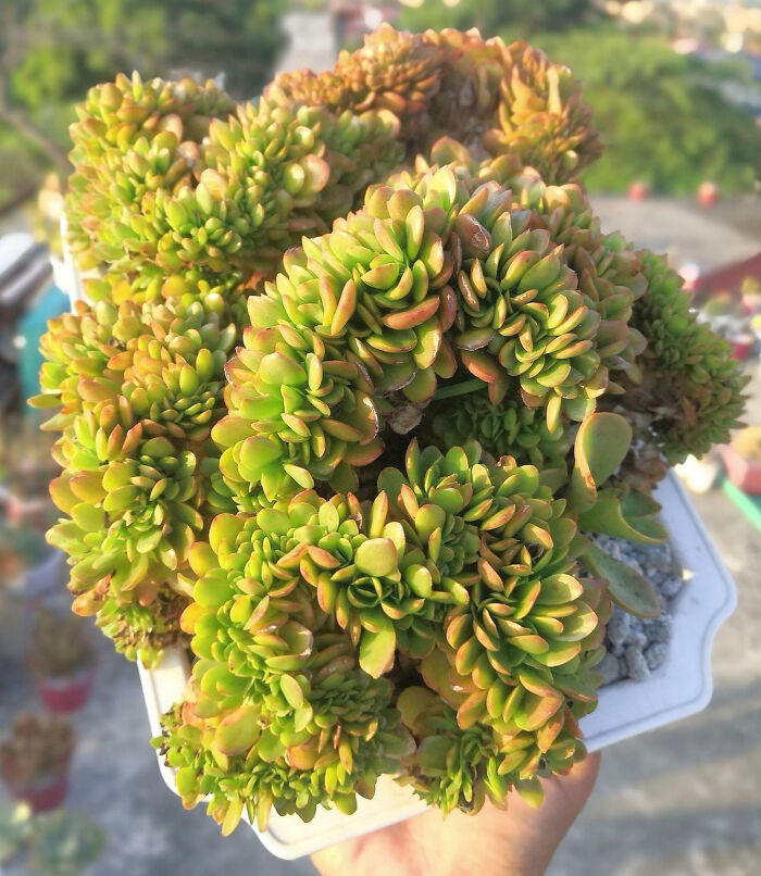Crested Echeveria Ghidoric Iron Under The Golden Morning Sun