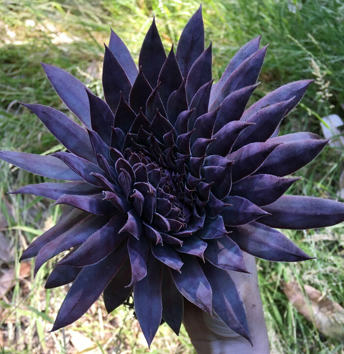 Huge Crested Sempervivum Jungle Shadows