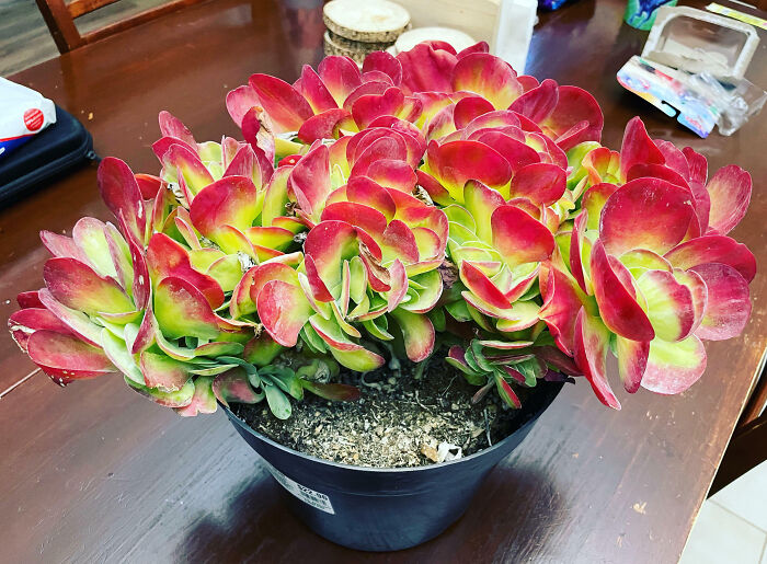 Found This Beauty At Walmart, She’s Crested