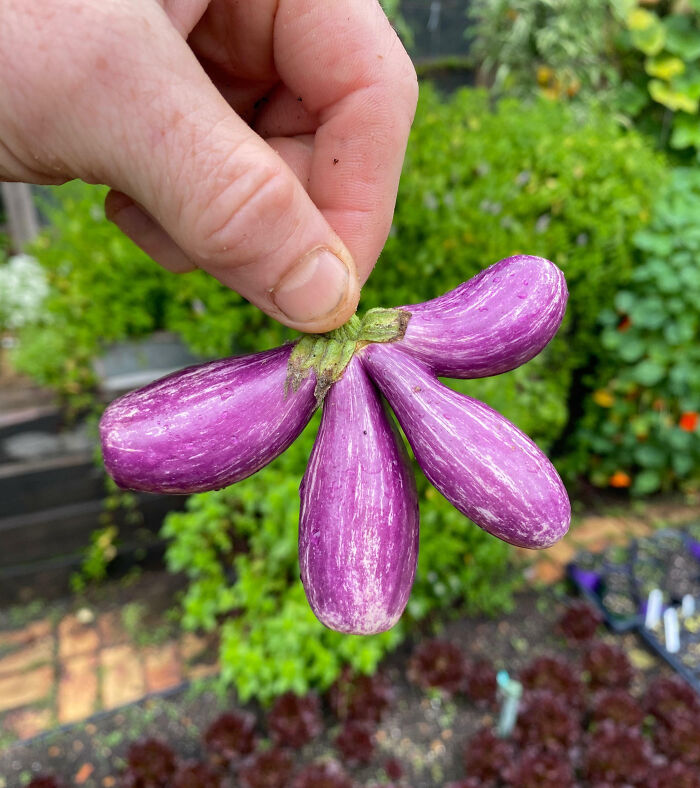 Fairy Tale Eggplant