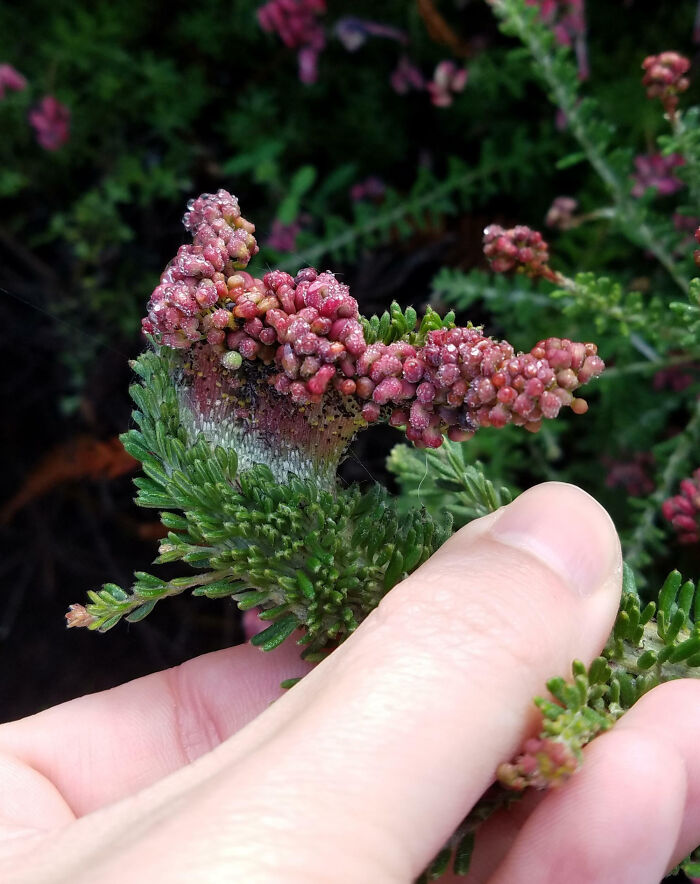 I Noticed This Cool Fasciation On A Grevillea Today