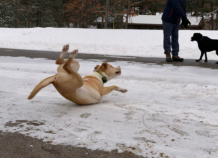 Mi perro descubriendo que no se corre sobre el hielo