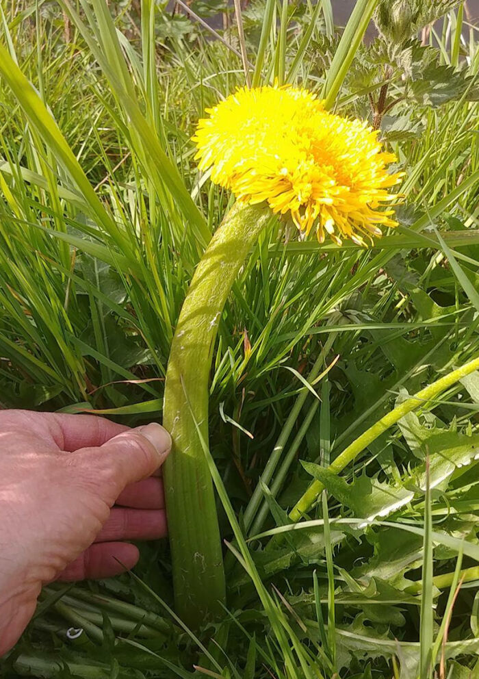 An Unusual Dandelion