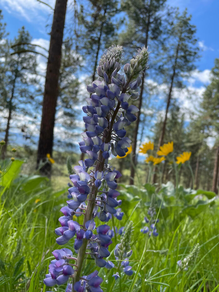 Fasciation Can Start Off As A Crest But Then Split Off Into Separate Stems That Develop More Or Less Normally