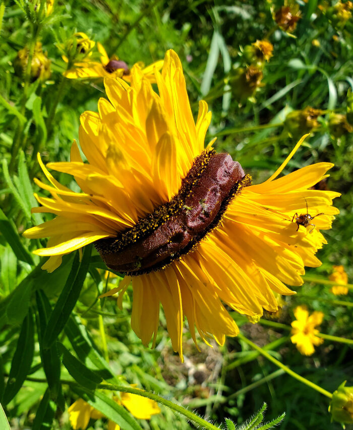 Fascinating Fasciation