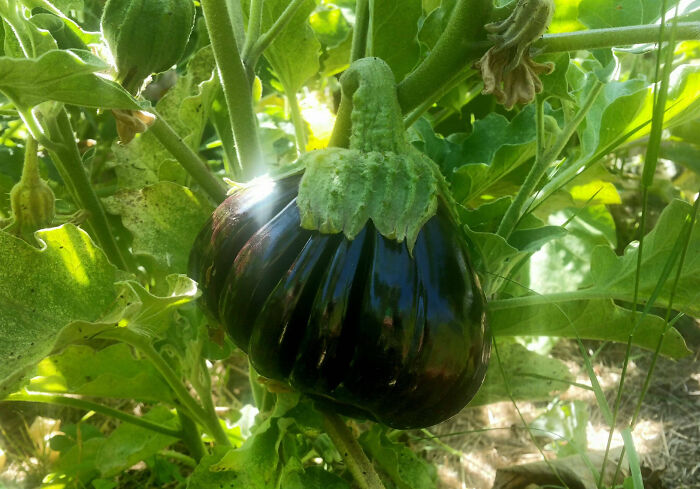 Absolutely Fasciated By This Eggplant