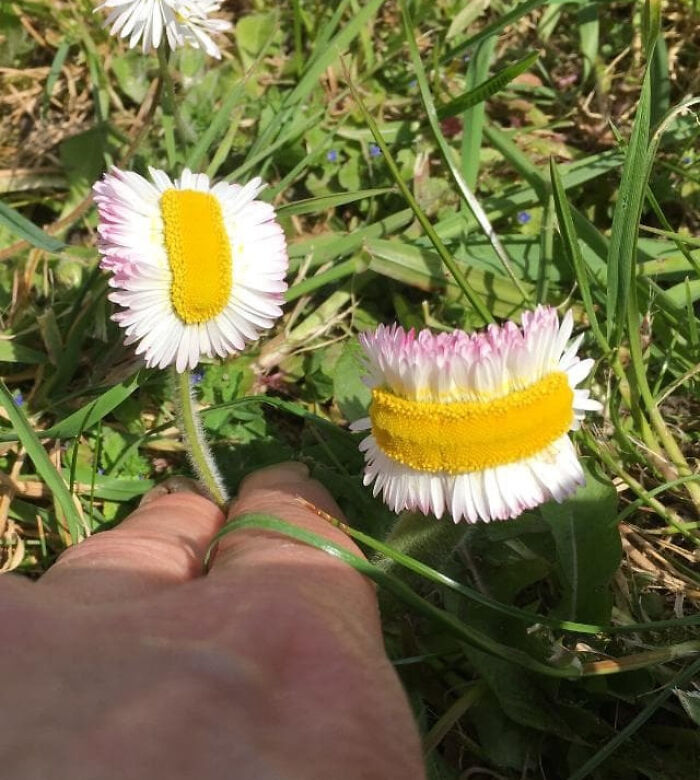 Mutated Daisies In My Garden