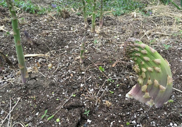 Friend At Work Grew This Freak Asparagus