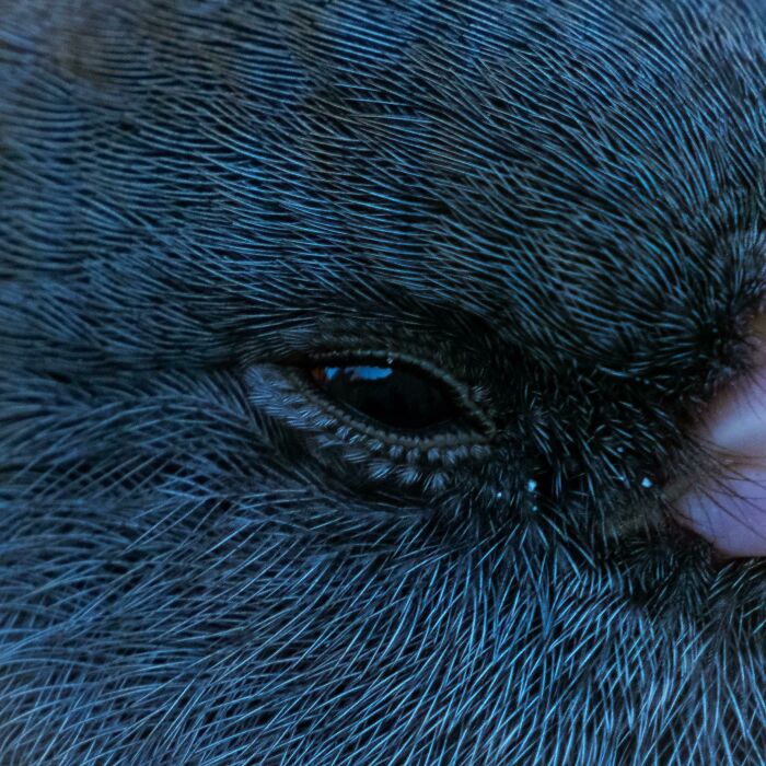 Bird's Eyelashes Are Tiny Feathers